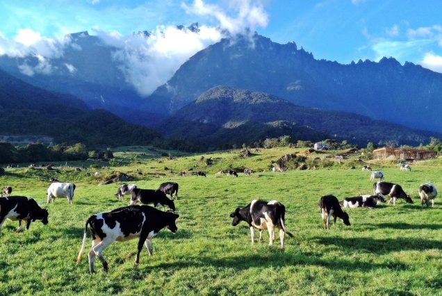 4D3N Kota Kinabalu – Kundasang