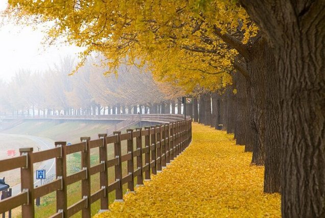 6D4N Best Autumn Foliage Korea – Menyusuri Korea Saat Daun Berwarna Emas