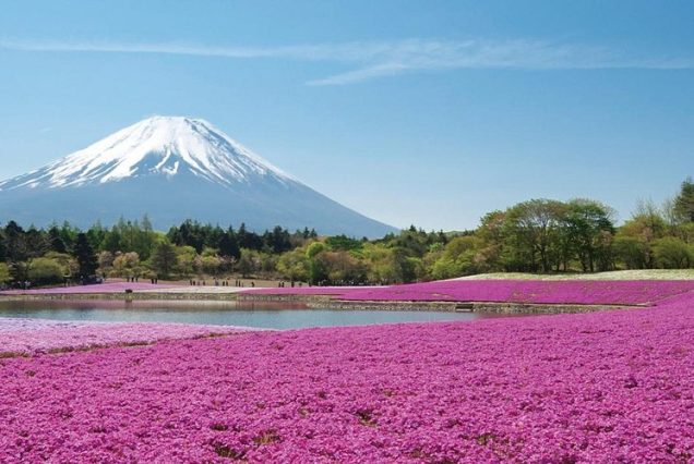 6 Hari Eksplorasi Tokyo & Fuji Shibazakura – Wisata Penuh Keindahan Alam & Budaya Jepang!